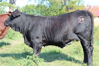 Open Heifer