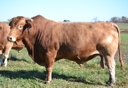 Lasater 8206